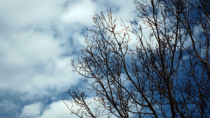 Silhouette of branches close-up against blue sky, atmosphere, nature