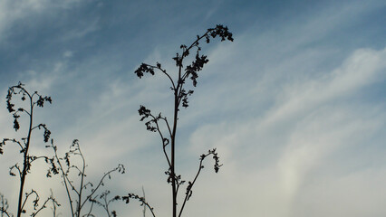 Silhouette of branches close-up against blue sky, atmosphere, nature
