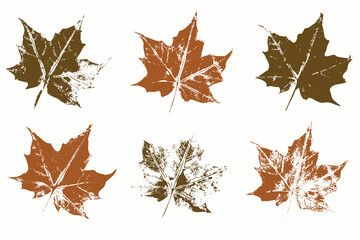 Natural maple tree leaves imprint, Grunge style, Vector, Isolated, Decorative elements for design	
