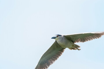 Black Crowned Night Heron Flying Overhead