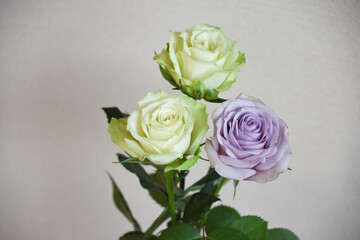 紫と緑の薔薇