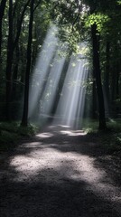 Fototapeta premium Sunlight beams in a peaceful forest, creating a serene and natural atmosphere