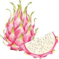 Watercolor Illustration of Dragon Fruit and Slice