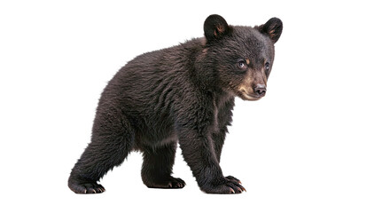 Fototapeta premium American black bear cub with soft black fur and playful pose, standing on hind legs, isolated on white