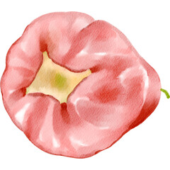 Watercolor Illustration of Rose Apple Fruit