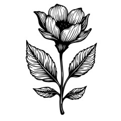 Elegant botanical illustration of a blooming flower with detailed leaves, a single stem