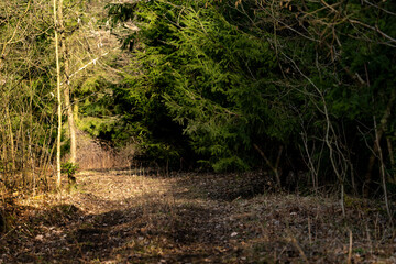 A secluded woodland view with natural green tones and a sense of untouched wilderness.
Suitable for eco-conscious visuals, nature campaigns, or editorial content focused on sustainability.