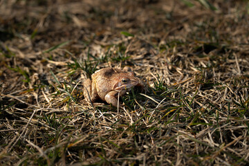 Grass frog. The frog sits in the grass, basking in the sun. extreme close-up. Macro.