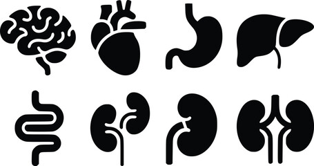 Essential Internal Organs Striking Human Anatomy Vector Icons
