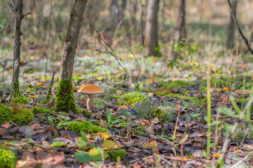 Orange cap boletus growing near a tree in a serene forest, surrounded by vibrant green moss, scattered fallen leaves, and dry branches, capturing the essence of autumn's beauty