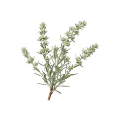 Obraz premium Rosemary Sprig Isolated