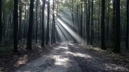 Obraz premium Sunlight Breaking Through the Forest TreesSunlight Breaking Through the Forest Trees