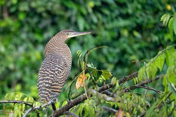 Tiger Heron
