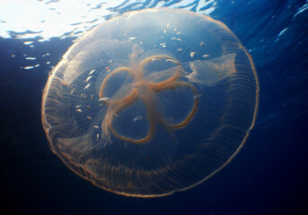 Translucent Jellyfish Gliding in Shallow Caribbean Waters