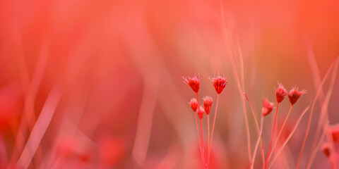 A soft and dreamy close-up of delicate red flowers, creating a serene and vibrant atmosphere in nature.