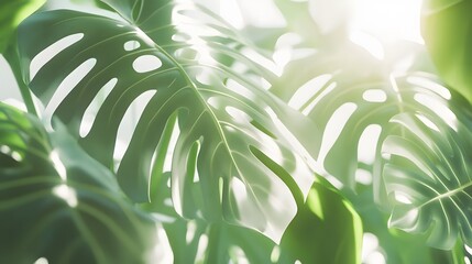 Lush Green Monstera Leaves Sunlight Backlit Botanical