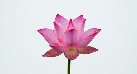 Obraz premium pink lotus flower