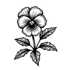 Elegant botanical illustration: Single pansy flower with detailed foliage drawing