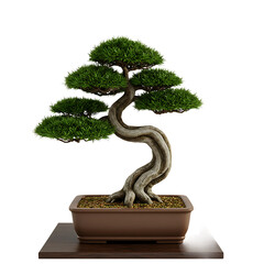 Decorative Bonsai Tree in Pot with Curved Trunk on Transparent Background

