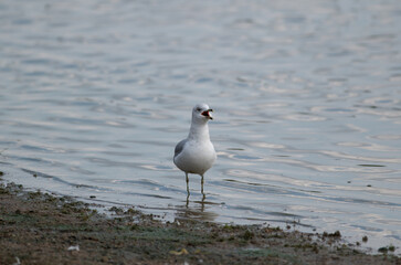 seagull on the beach