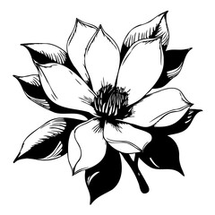 Elegant magnolia bloom illustration in black and white delicate simplicity