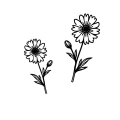 Floral Delineation: A minimalist representation of natural floral forms in crisp lines