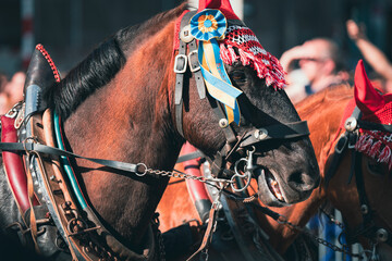 Decorated Draft Horse