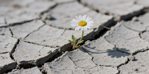 Resilience and hope a daisy blooming through cracked earth symbolizing strength and perseverance in adversity.