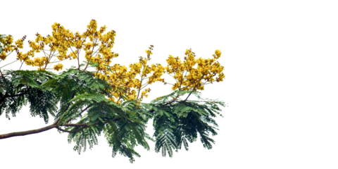 yellow poinciana flower on transparent
