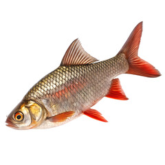 Fototapeta premium Red-tailed Snakehead Fish – Isolated on transparent background