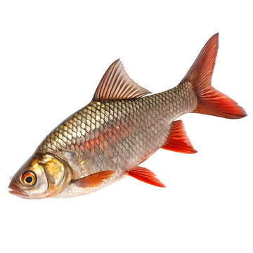 Red-tailed Snakehead Fish &ndash; Isolated on transparent background