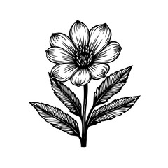 Detailed botanical illustration of an isolated flower on a white backdrop