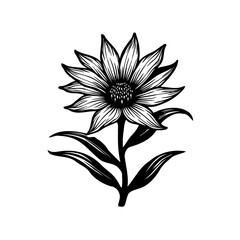 Detailed floral illustration showcasing botanical beauty in monochrome style