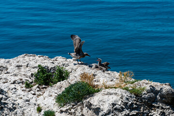 Seagull chicks on the rocks