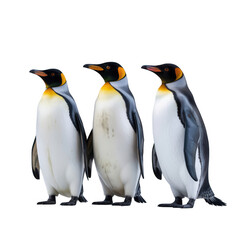 Fototapeta premium Three king penguins standing side by side against a stark black background in a studio setting