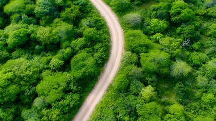 Aerial View of Winding Road Through Lush Green Forest
