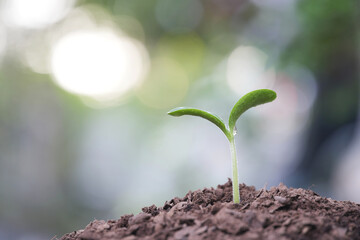 Macro closeup of small vegetable sprout with droplet