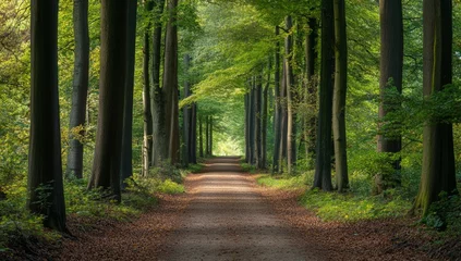 Selbstklebende Fototapeten Sunlit forest path, trees, woodland, calm © Lem
