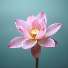 Fototapeta premium Lotus blossom opening with soft teal water background at dawn