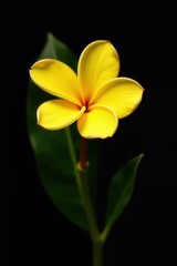 Obraz premium Single yellow plumeria flower, sharp detail, black backdrop , background, plumeria, petal
