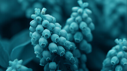 Blue-tinted grape hyacinths exude a tranquil aura, evoking Winter Solstice meditation and the dreamlike world of Pisceans