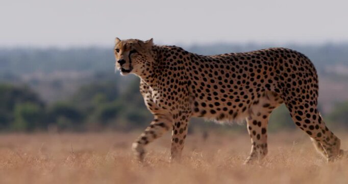 Wide shot of a cheetah (Acinonyx jubatus) walking through the grasslands in kenya during morning
