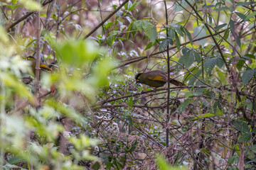 Bugun liocichla (Liocichla bugunorum) at Eaglenest WLS, Arunachal Pradesh, India.