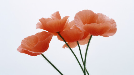 Obraz premium Lush coral poppies sway gently, whispers of Remembrance Day grace, embodying resilience and ephemeral spring beauty