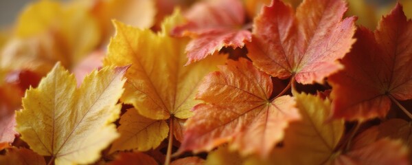 Obraz premium Bright autumn leaves on a soft blurred light background