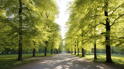 Obraz premium Sunlit avenue amidst towering lime trees, whispers of Beltane and Arbor Day linger, as shadows dance in dappled play