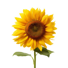 Naklejka premium A vibrant sunflower captured in stunning detail, showcasing its bright yellow petals and intricate center