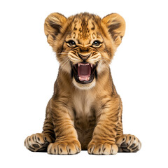 Fototapeta premium Cute Lion Cub Roaring