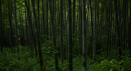 Fototapeta premium Lush green bamboo forest with thick undergrowth