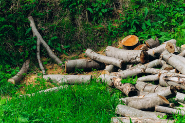 Logs and branches scattered on the ground in a green forest clearing during daylight